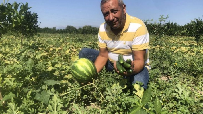 Karpuz üzdü, salatalık güldürdü