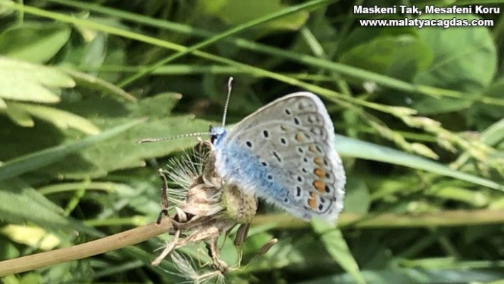 Kars rengarenk çiçek açtı