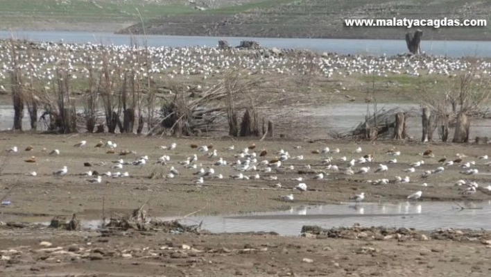 Kars'ta baraj gölü su kuşlarını ağırlıyor