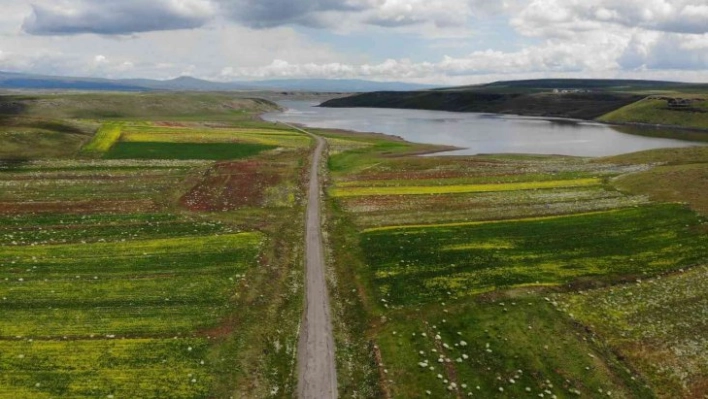 Kars'ta baraj gölünün etrafında açan çiçekler kartpostallık görüntüler oluşturdu