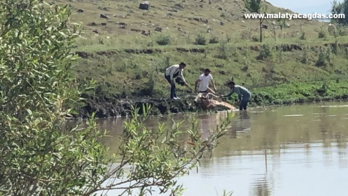 Kars'ta bataklığa saplanan ineği vatandaşlar kurtardı