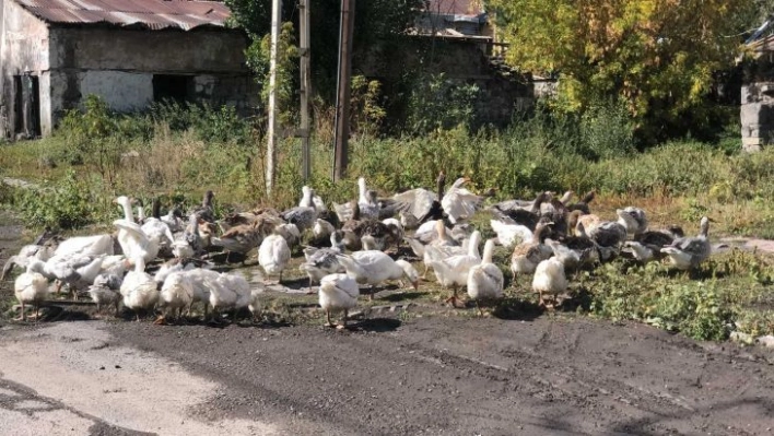 Kars'ta kazlar sofralara pahalı gelecek