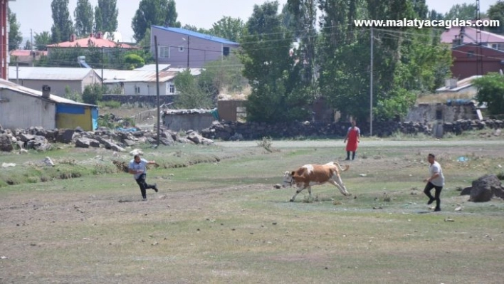 Kars'ta kurban kaçtı sahipleri kovaladı