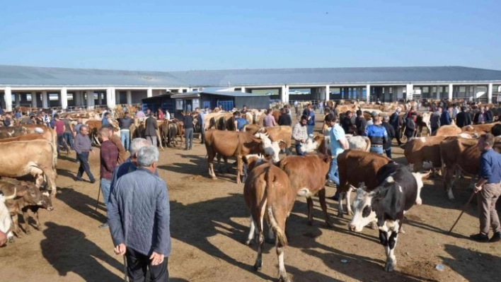 Kars'ta kurbanlıklar satışa çıktı