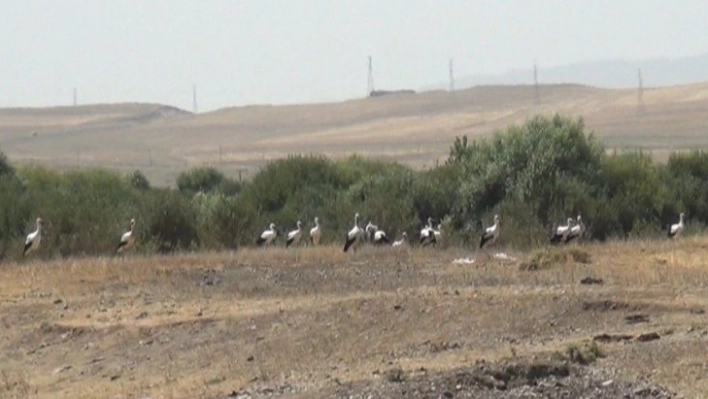 Kars'ta leyleklerin göç molası kamerada