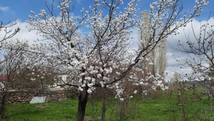 Kars'ta meyve ağaçları çiçek açmaya başladı