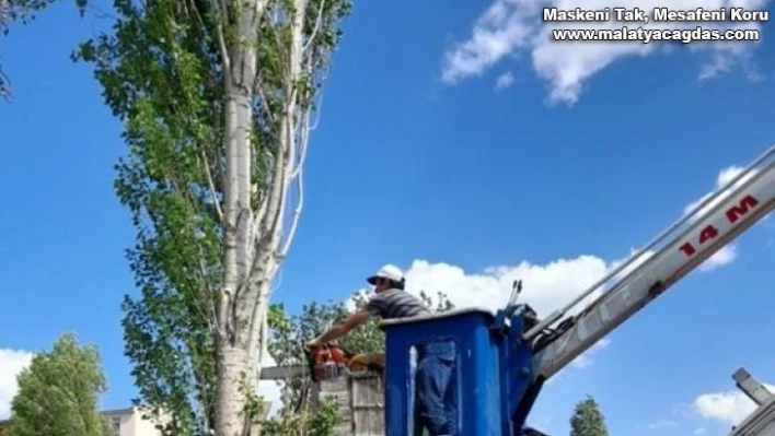 Kars'ta polen üreten ağaçlar kesiliyor