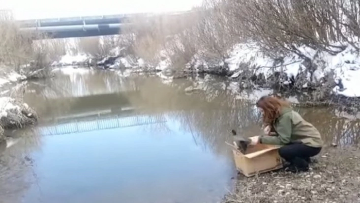 Kars'ta Sakarmeke'nin tedavisi tamamlandı