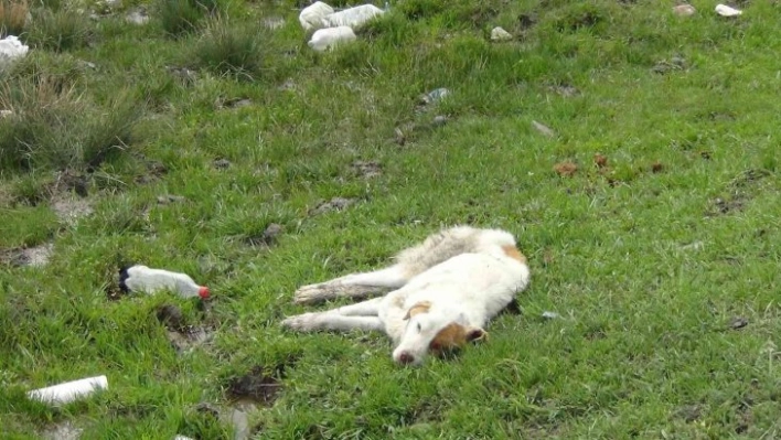 Kars'ta yaralı köpek ölüme terk edildi