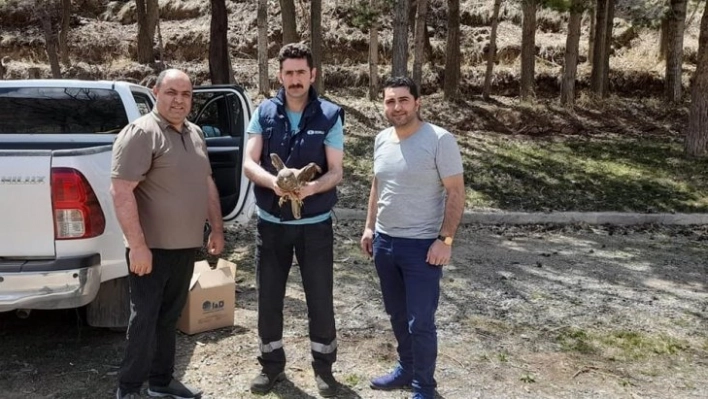 Kars'ta yaralı şahin tedavi altına alındı