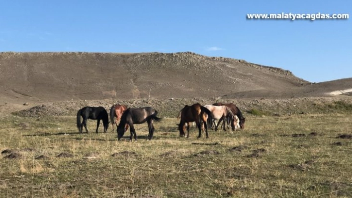 Kars'ta yılkı atları doğal ortamlarında görüntülendi