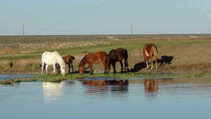 Kars'ta yılkı atları doğal ortamında görüntülendi