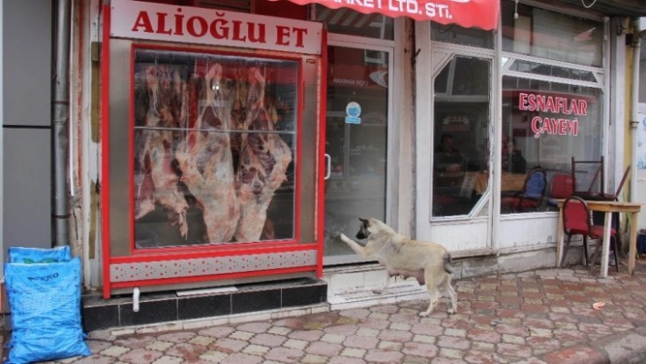 Kasabın kapısını patisi ile tıklayıp kemik istiyor