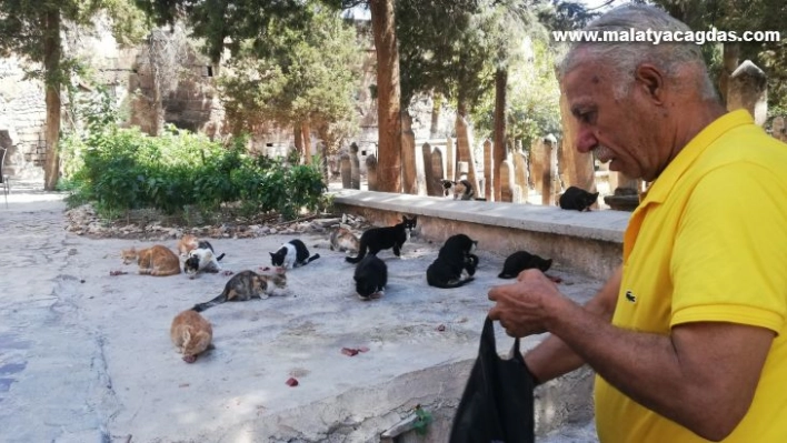 Kasaptan aldığı ciğerle 50 yıldır her gün sokak kedilerini besliyor