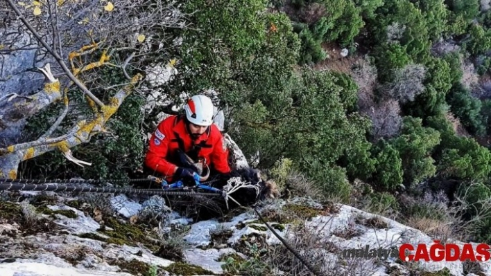 Kayıp keçi 1 hafta sonra AKUT ekiplerince bulundu