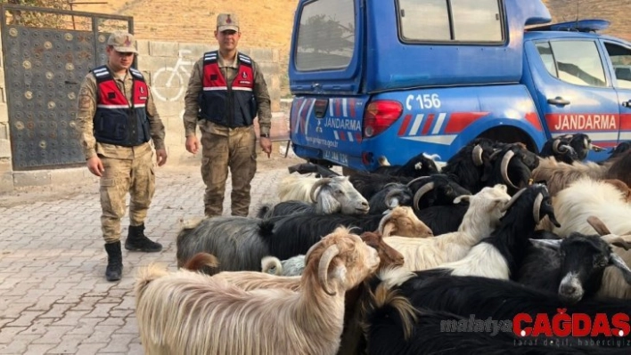 Kayıp küçükbaş hayvanları jandarma buldu