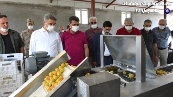 Kayısı Boylama Makinesi'nin tanıtımı yapıldı