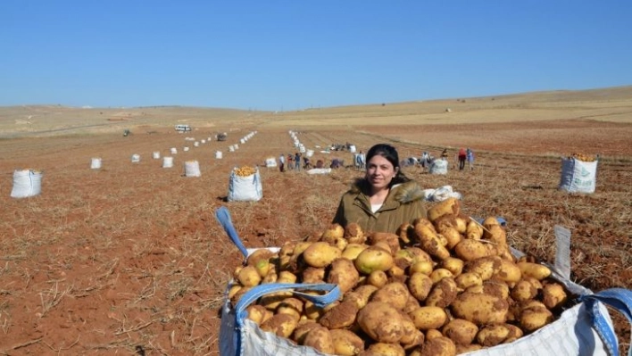 Kayısı diyarında patates hasadı tamamlanmak üzere