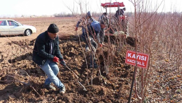 Kayısı fiyatları yükseldi fideye talep arttı