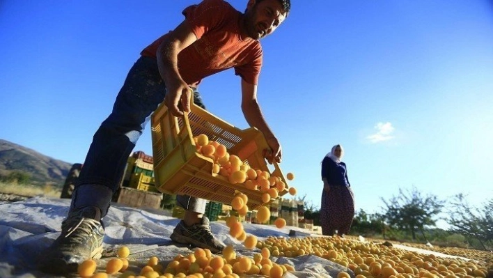 Kayısıda Nisan ayı geliri 20 milyon 710 bin dolar