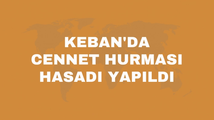 Keban'da cennet hurması hasadı yapıldı