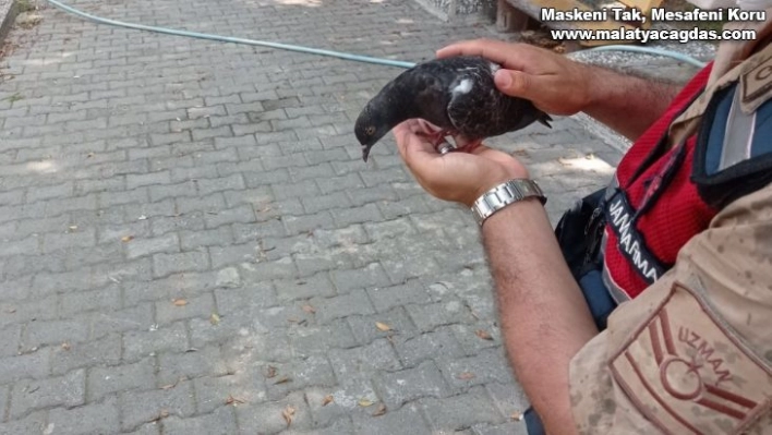 Kedinin saldırısına uğrayan güvercini jandarma kurtardı