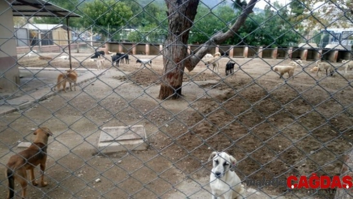 Kemer Belediyesi'nden yaylara bırakılan başıboş köpeklerle ilgili açıklama