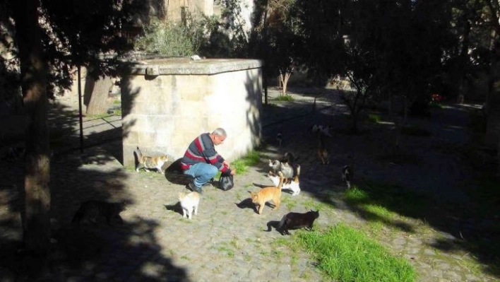 Kendi imkanlarıyla 3 yıldır sokak kedilerini besliyor