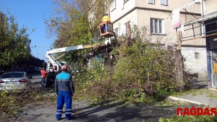 Kilis'te cadde ve yollardaki ağaçların budanmasına başlandı