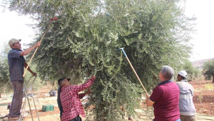 Kilis'te zeytin hasadına yağmur engeli