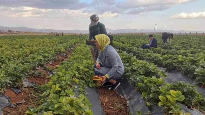 Kızıltepe'de çilek hasadı yapıldı