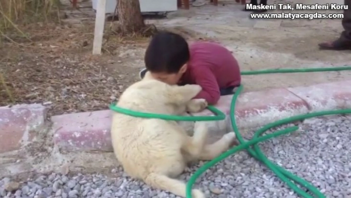 Köpeği ısıran çocuk görenleri gülme krizine soktu