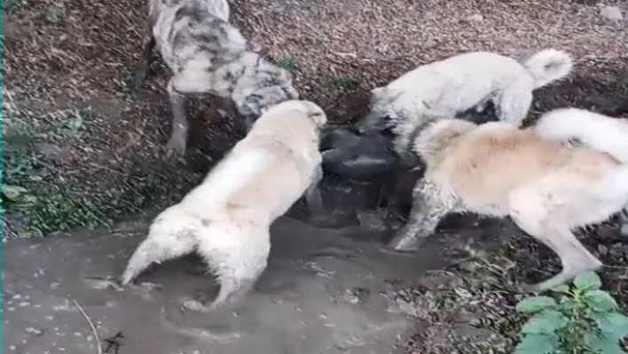 Köpek dövüşünü sosyal medyadan yayınlayan şahsa işlem yapıldı