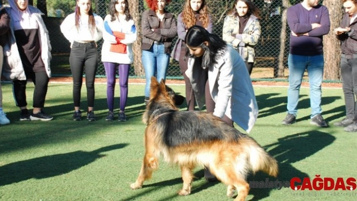 Köpek eğitim kursuyla köpeklerle daha iyi iletişim kurabilmek amaçlanıyor