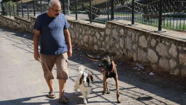 Köpek ile keçinin dostluğu görenleri şaşırtıyor