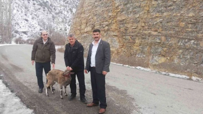 Köpeklerin yaraladığı yaban keçisi tedavi edilecek