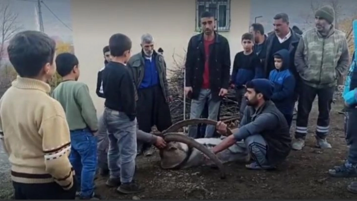 Köye inen dağ keçisi zarar görmesin diye saatlerce nöbet tuttular