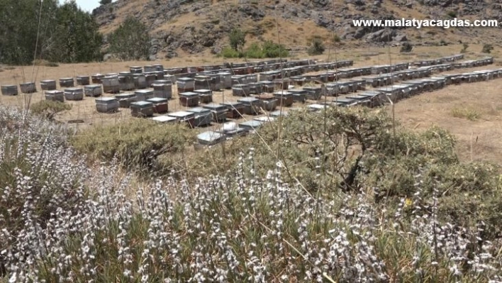 Kulp'ta yılın ilk organik bal hasadı başladı