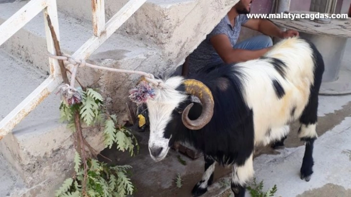 Kurban Bayramı'nda kaçan keçi 20 gün sonra bulundu