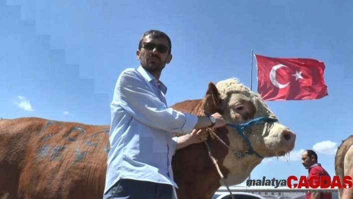 Kurban pazarının tonluk boğaları birbiriyle yarışıyor