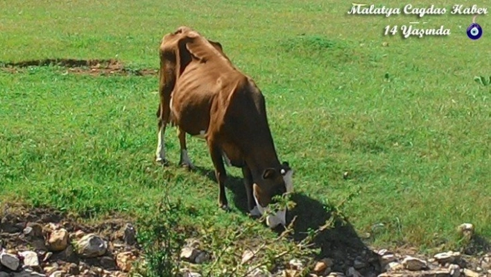 Kurbanlık piyasasında canlılık yok