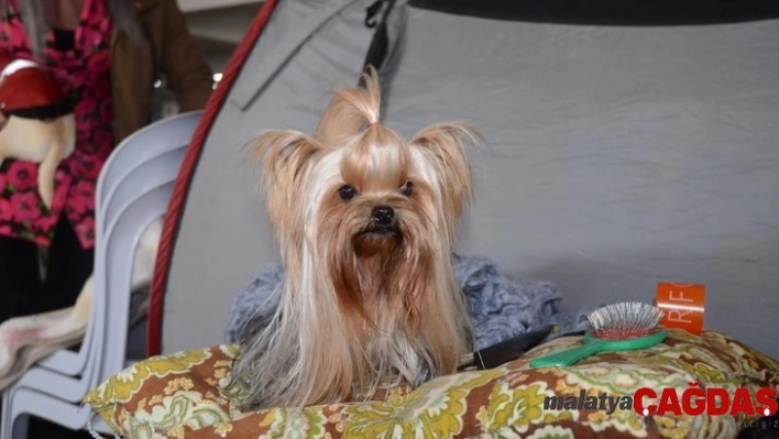 Kuşadası'nda köpek ırkları yarışması başladı