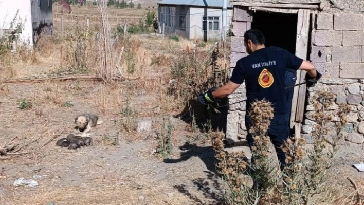 Kuyuda mahsur kalan yavru köpekleri itfaiye kurtardı