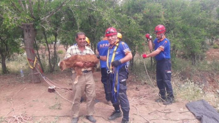 Kuyuya düşen keçiyi AFAD kurtardı