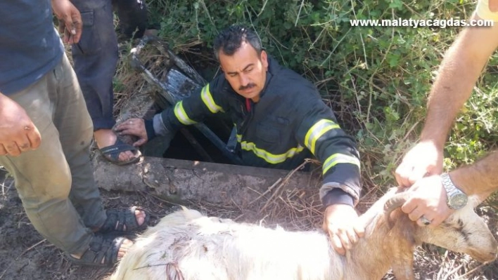 Kuyuya düşen keçiyi itfaiye ekipleri kurtardı