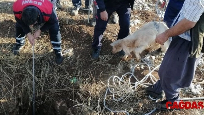 Kuyuya düşen oğlak kurtarıldı