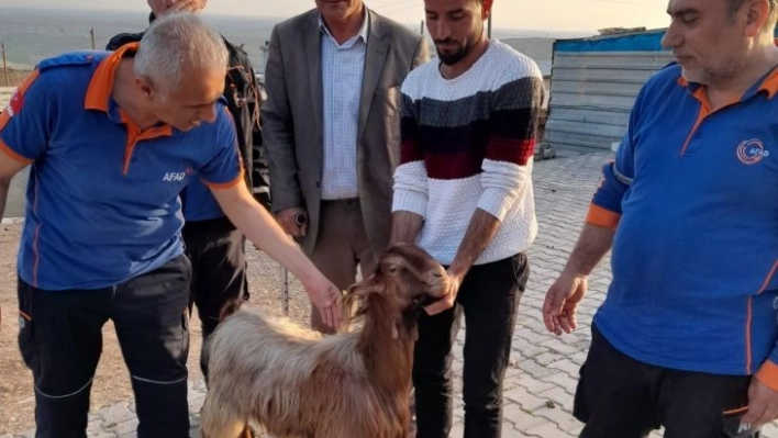 Mahsur kalan keçi uçurumdan kurtarıldı