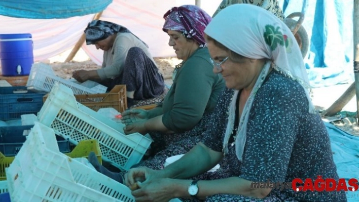 Malatya'da patik mesaisi