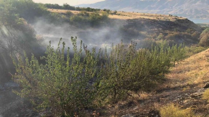 Anız yangınında kayısı ağaçları zarar gördü