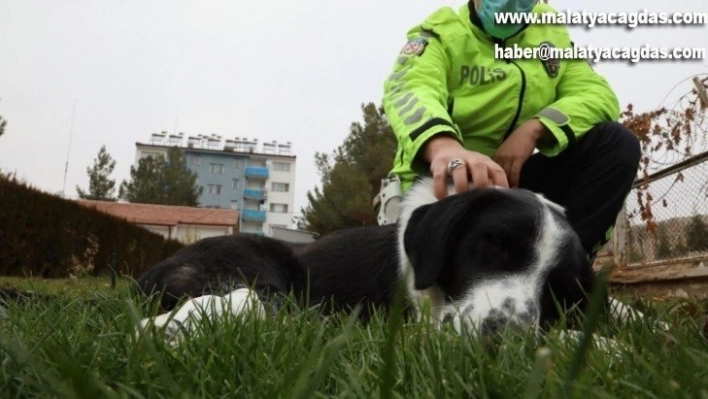 Ayağı kırılan köpeğe polis sahip çıktı